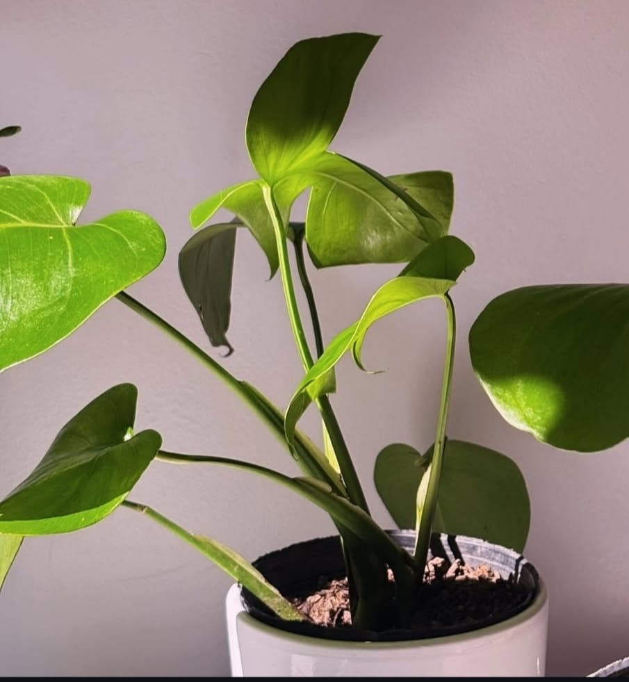 Monstera costilla de Adan